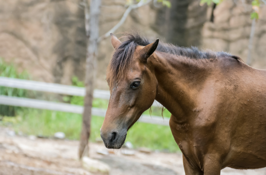              Parasite intestinal cheval